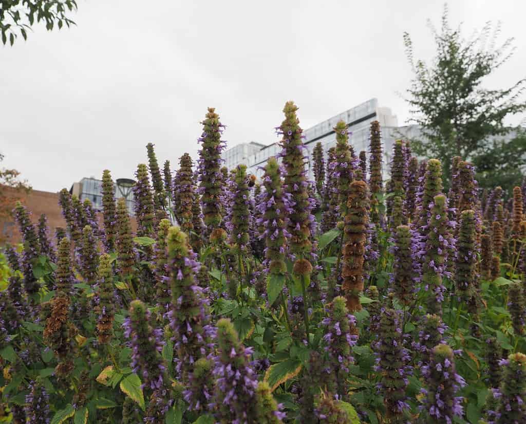 fiori e piante che rappresentano lo scorpione