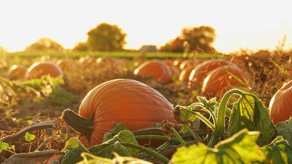 fiori e piante che rappresentano lo scorpione