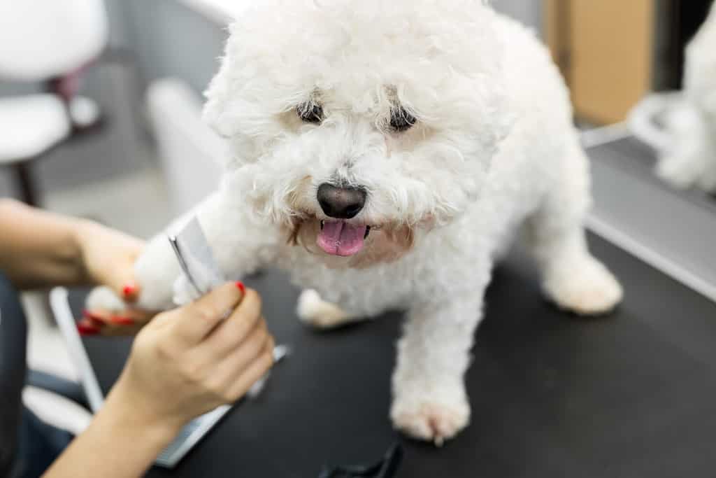 Groomer esegue la pettinatura e il taglio dei capelli di un cane Bichon Frise nel barbiere per cani