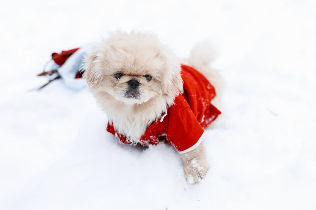 Cuccioli carini pechinese in vestiti caldi