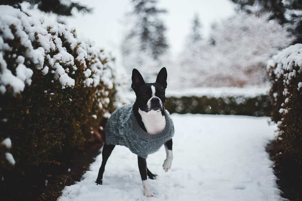 Addestramento del Boston Terrier