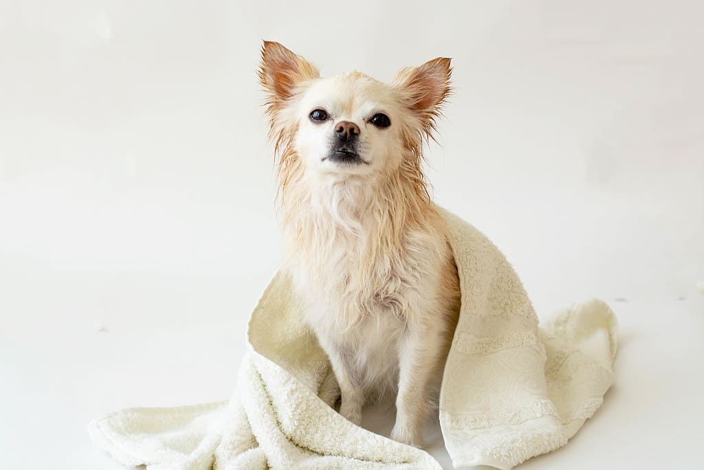Un simpatico chihuahua bagnato dopo il bagno è avvolto in un asciugamano, isolato su uno sfondo bianco. Lava il tuo animale domestico.