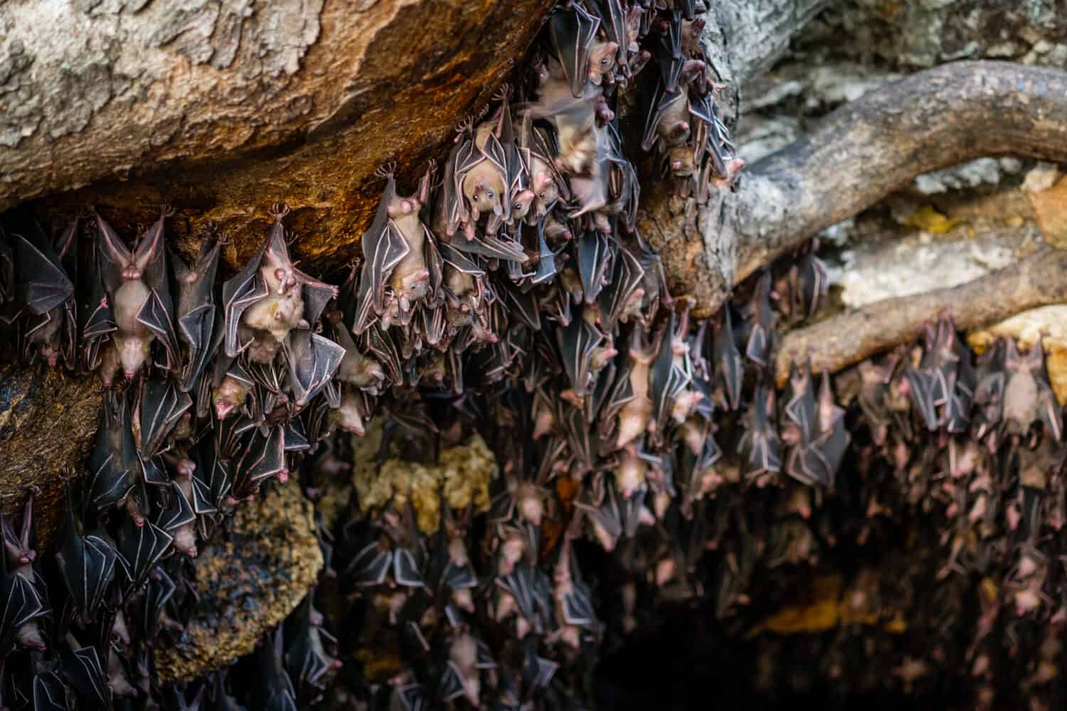 Pipistrelli della frutta nella grotta dei pipistrelli di Monfort - Davao, Filippine