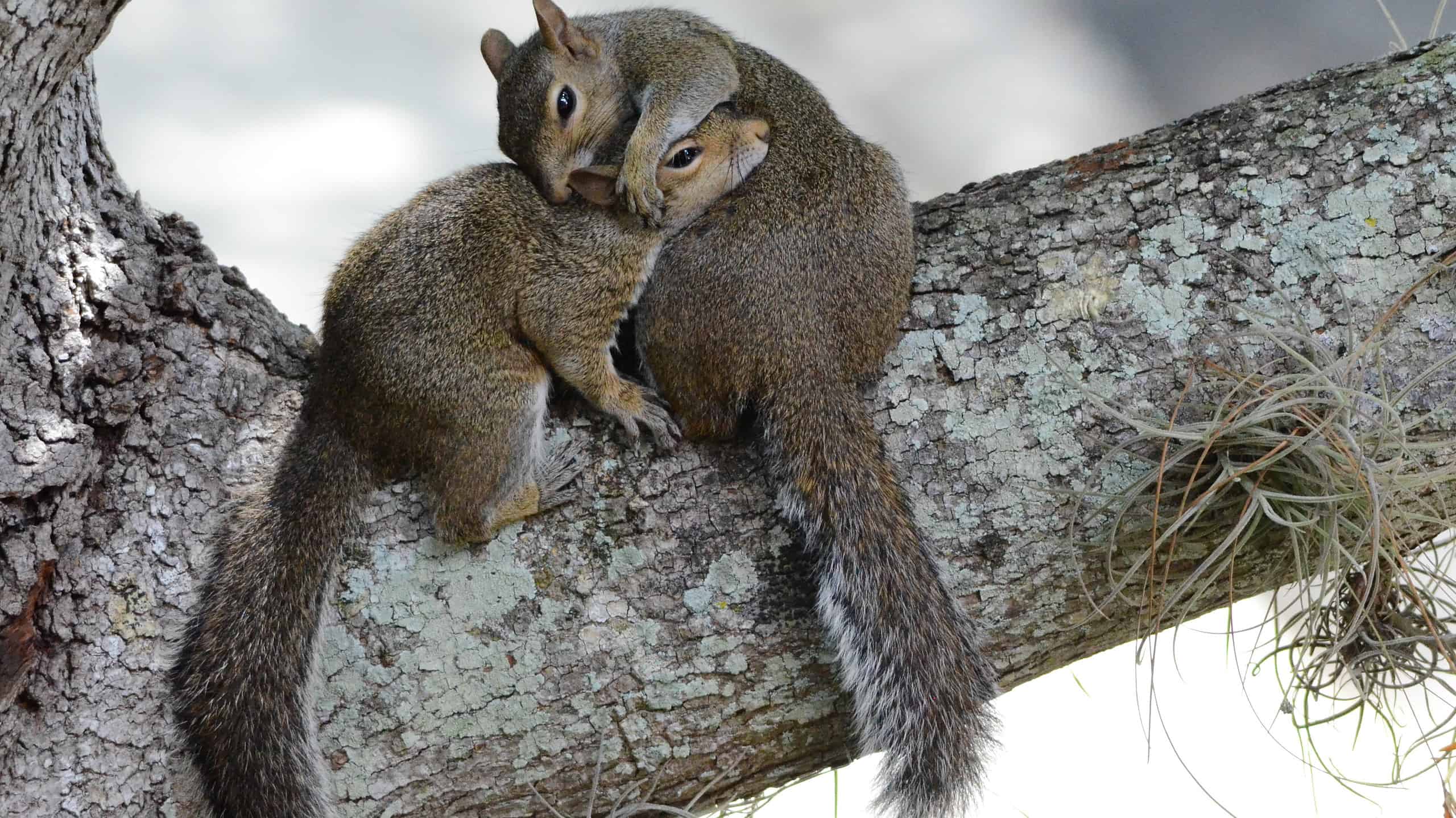 Coppia di scoiattoli durante la stagione degli amori