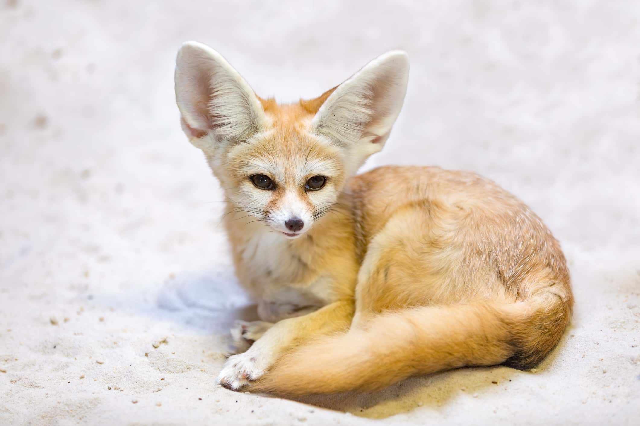 La volpe Fennec, Vulpes zerda è una piccola volpe crepuscolare