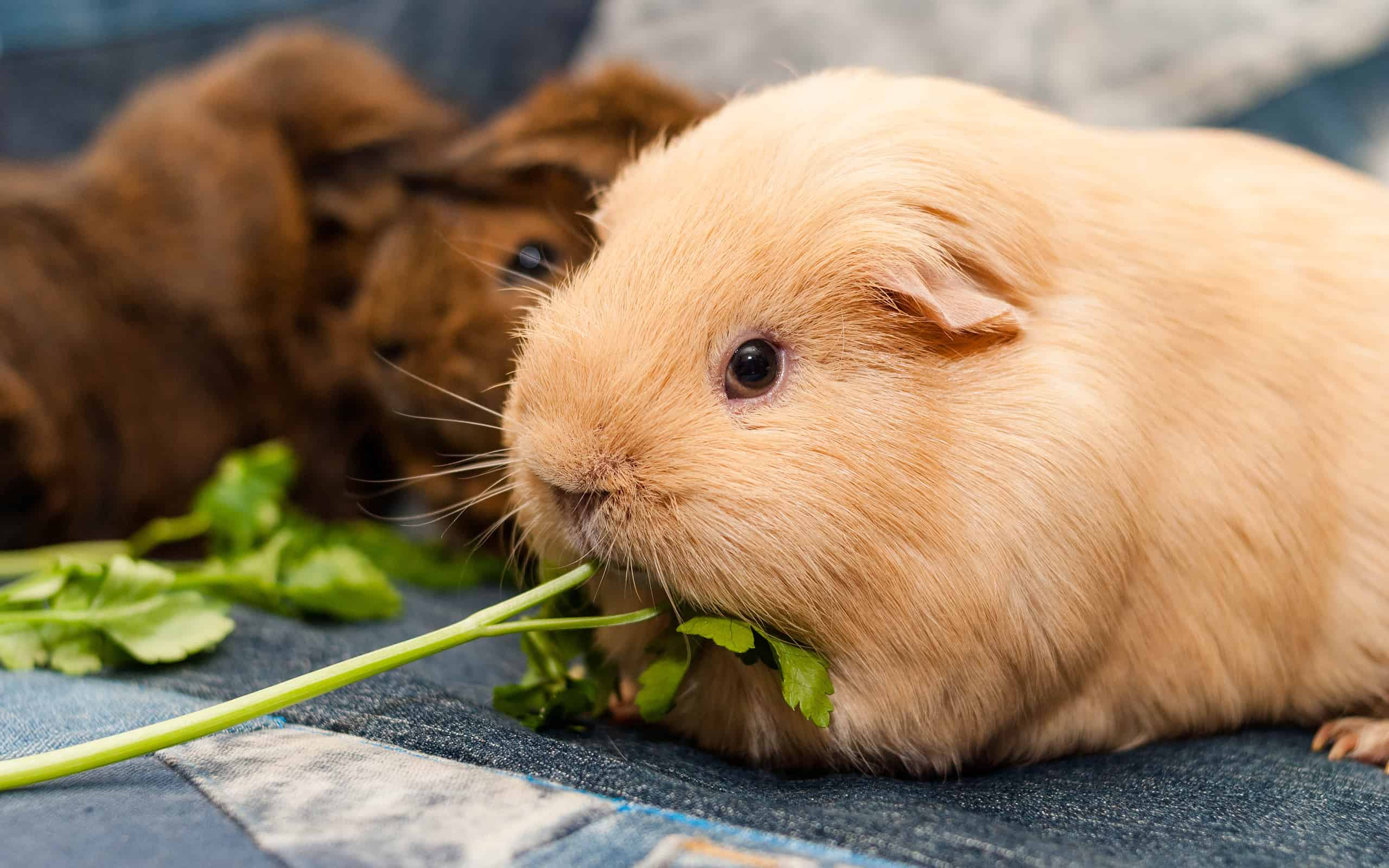 La cavia auto mangia il prezzemolo mentre guarda la macchina fotografica