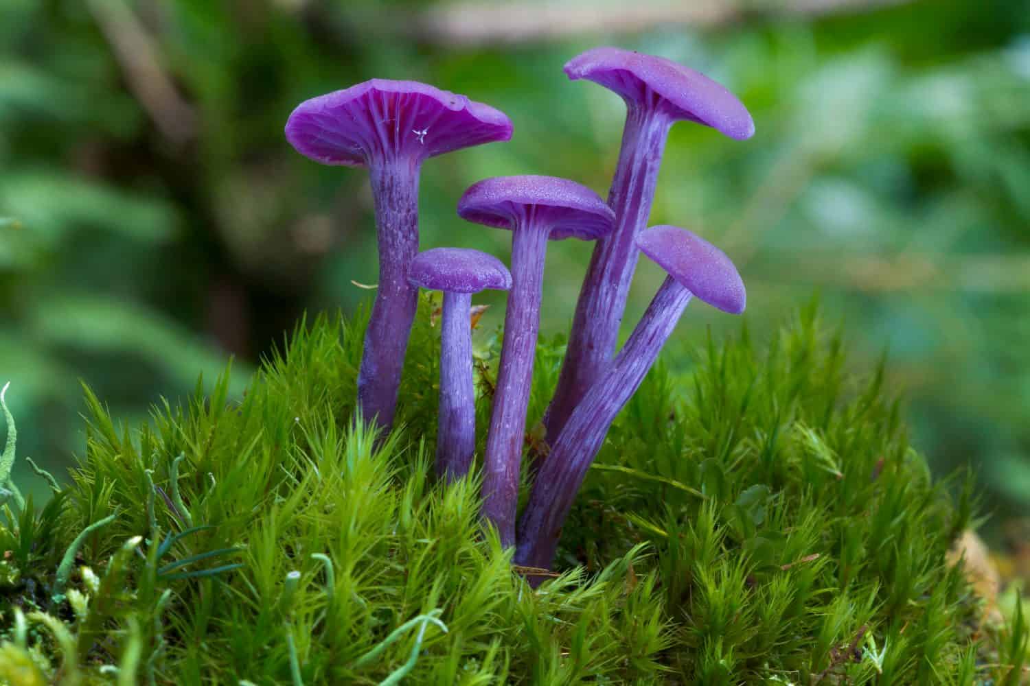 Fungo viola viola Ametista ingannatore (Laccaria amethystina)