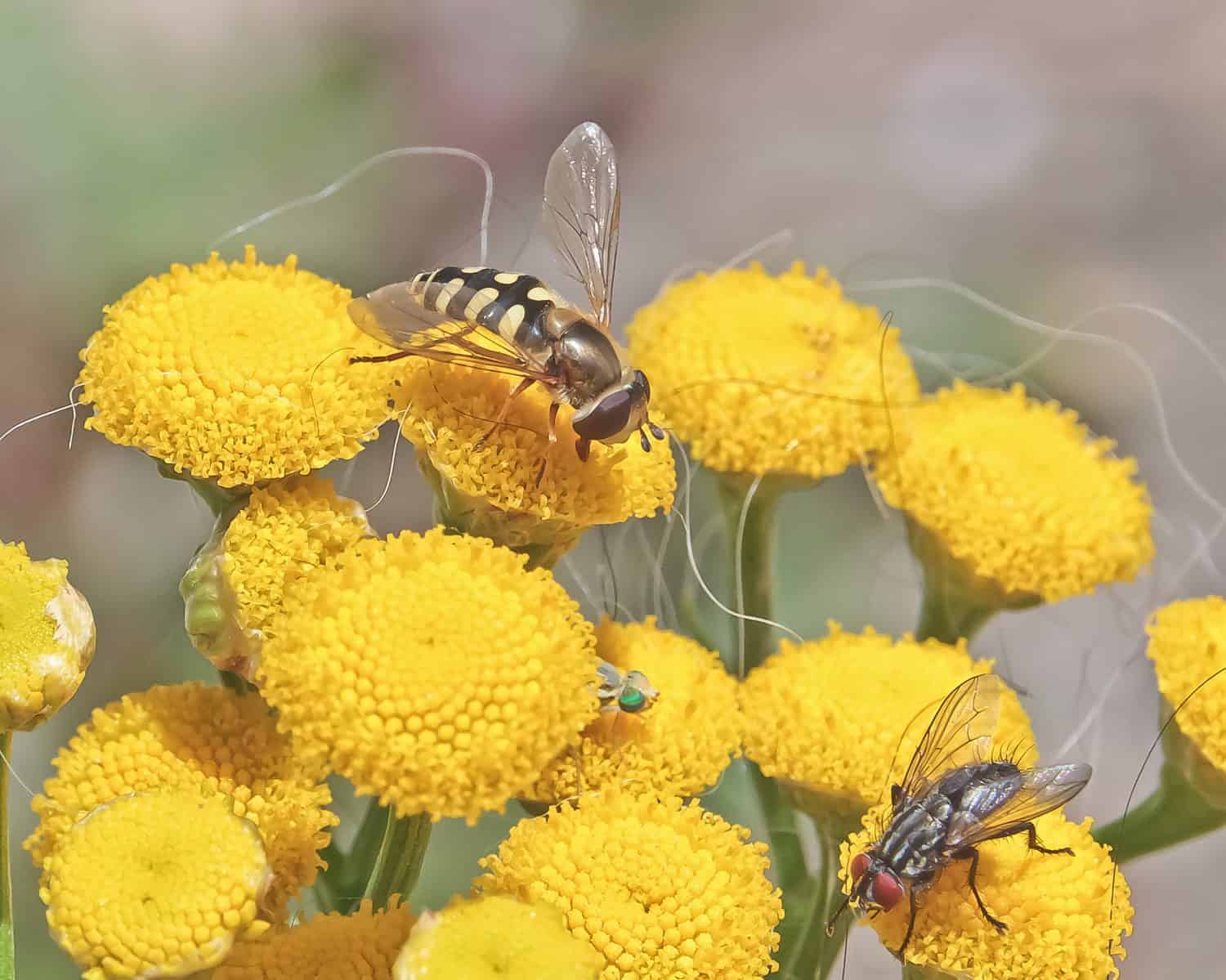 Hoverfly migrante (Eupeodes corollae) corpo a strisce gialle e nere che si nutre di fiori di tanaceto dorato, vene delle ali che riflettono la luce del sole protone lucido torace occhi e antenne composti scuri 2a mosca rosso grigio