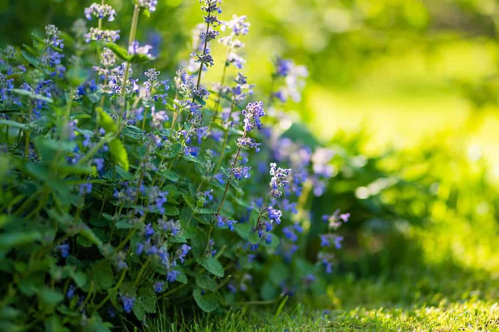 Fiori di erba gatta (Nepeta cataria) che fioriscono in un giardino nella soleggiata giornata estiva.  Bellezza nella natura.