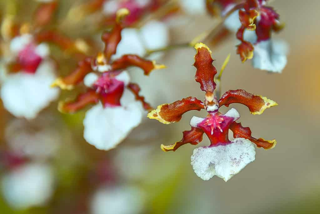 fiori e piante che rappresentano la Bilancia