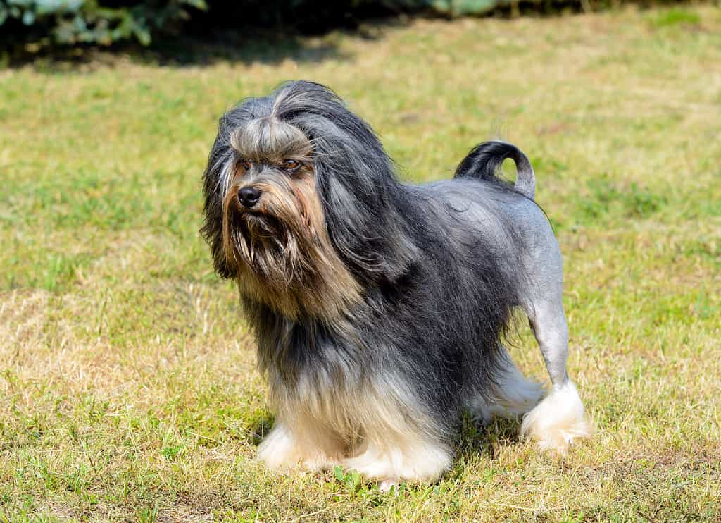 Il piccolo cane leone guarda da parte.