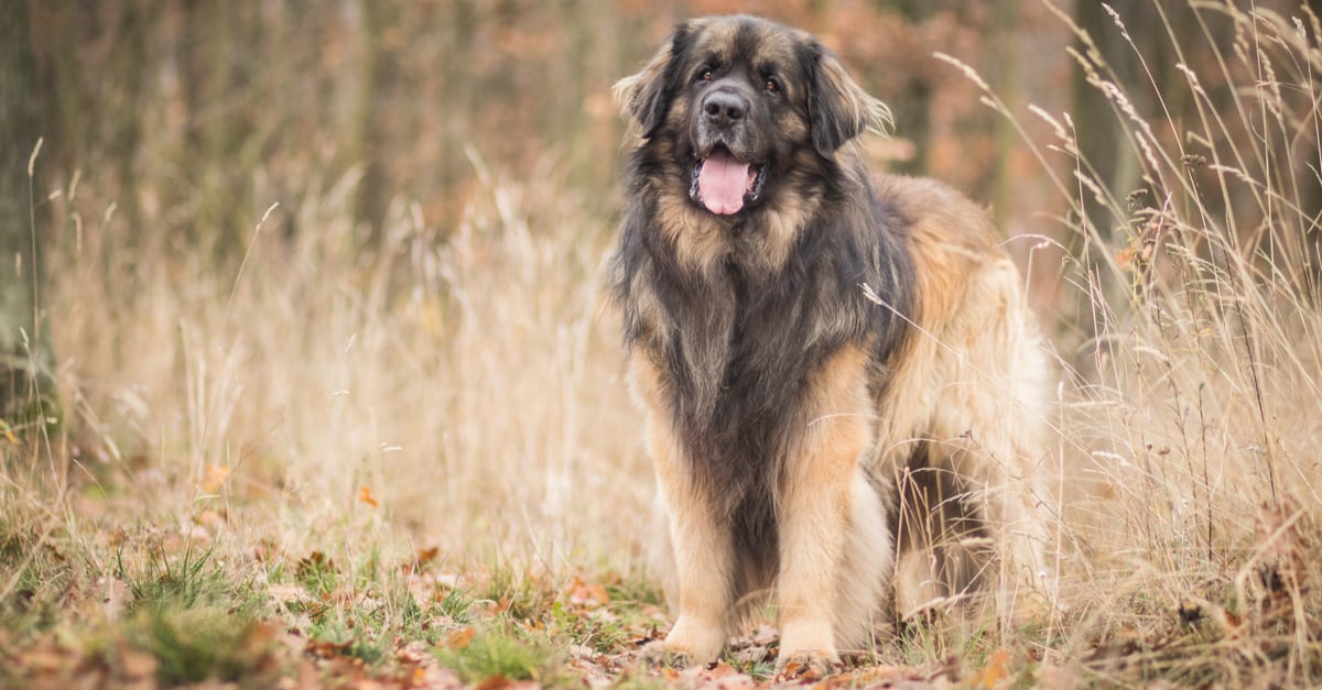 Leonberger in piedi in campo.  Cani come i San Bernardo