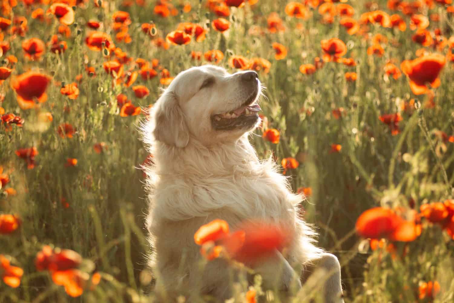 Un Golden Retriever si siede sulle zampe posteriori e tiene le zampe alzate in un campo di papaveri al tramonto