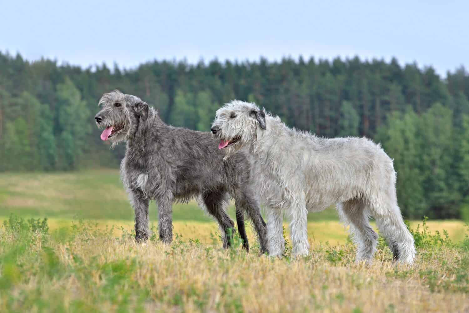 Cani simili ai San Bernardo - Due levrieri irlandesi grigi e bianchi in piedi nel mezzo di un campo autunnale