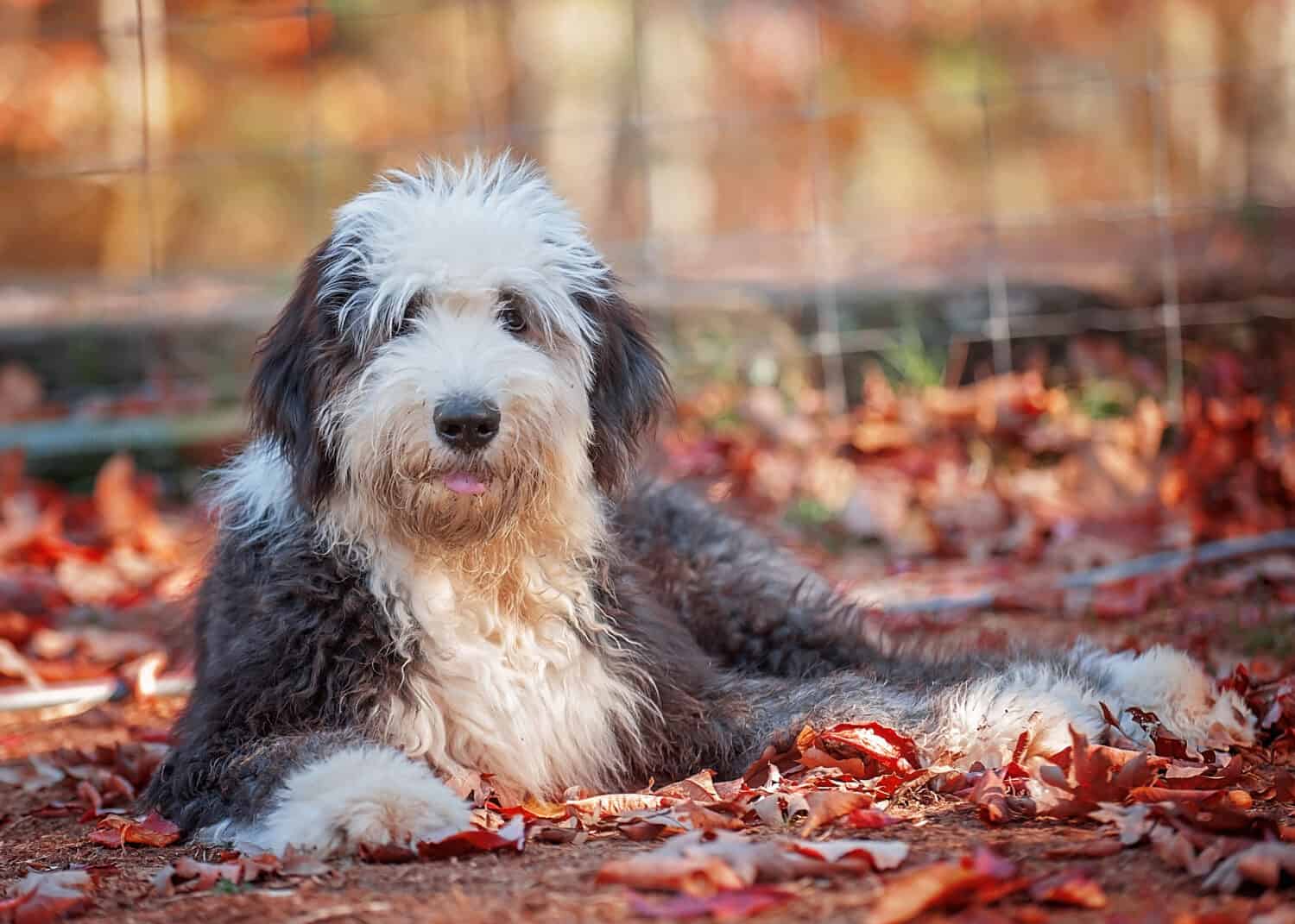 Vecchio cucciolo di cane pastore inglese