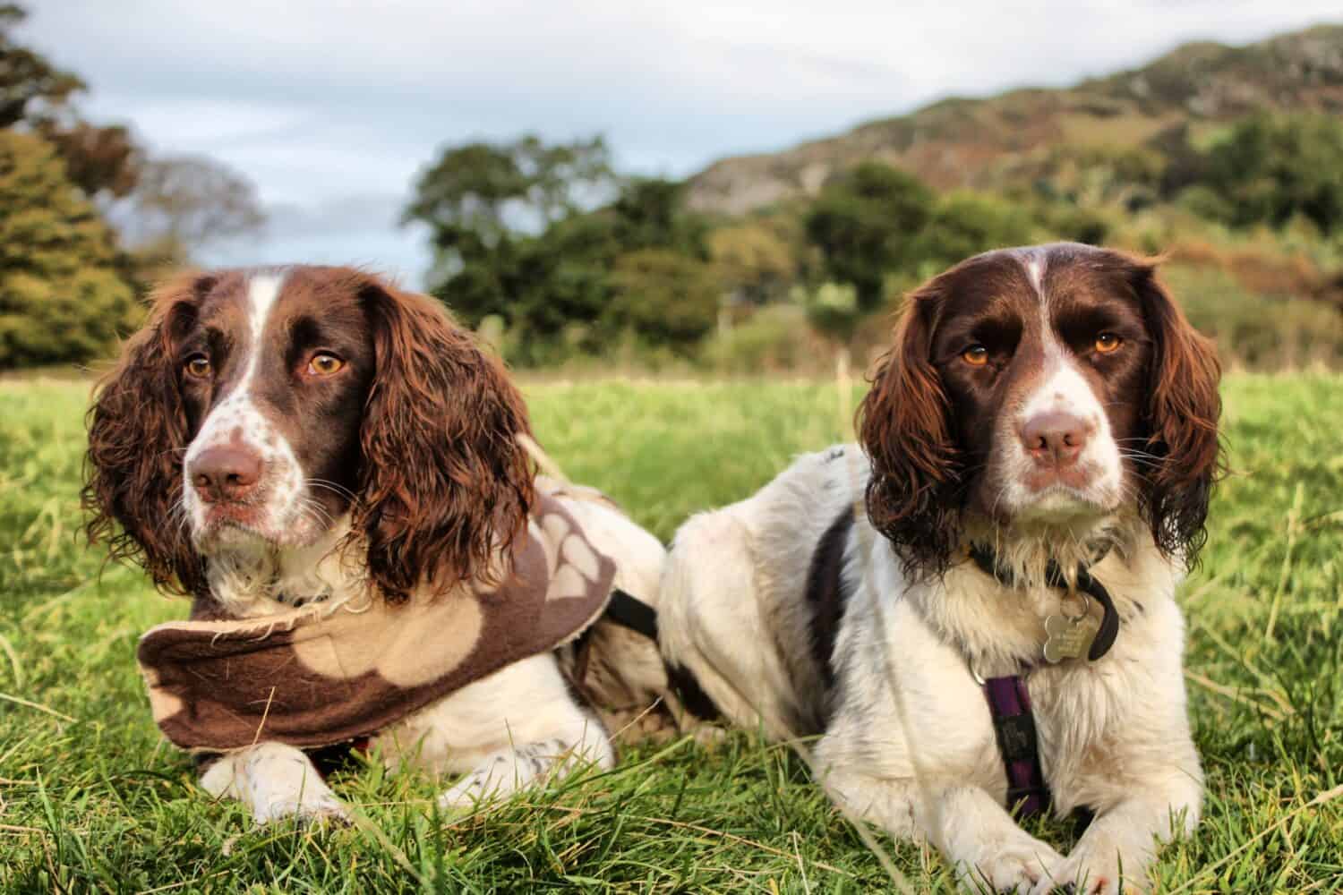 due graziosi cani da caccia da compagnia springer spaniel inglesi di tipo fegato e bianco da lavoro