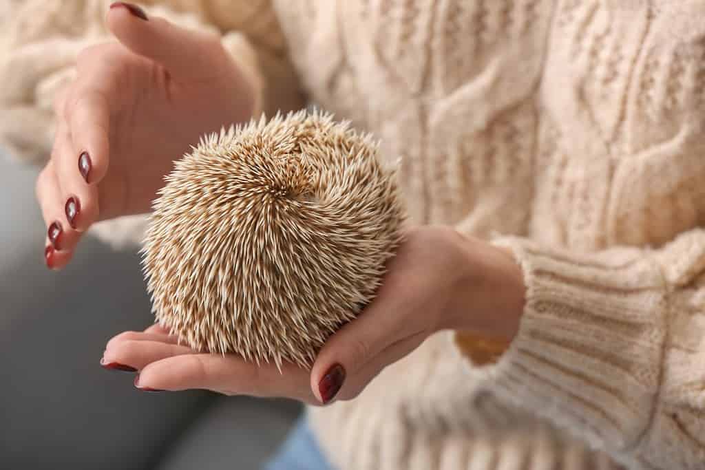 Donna che tiene un riccio carino sul divano di casa, primo piano