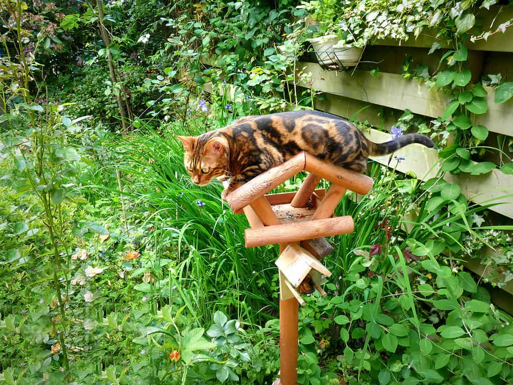 Gatto del Bengala: Gatto del Bengala in marmo sulla casetta per gli uccelli, animali domestici in Louisiana