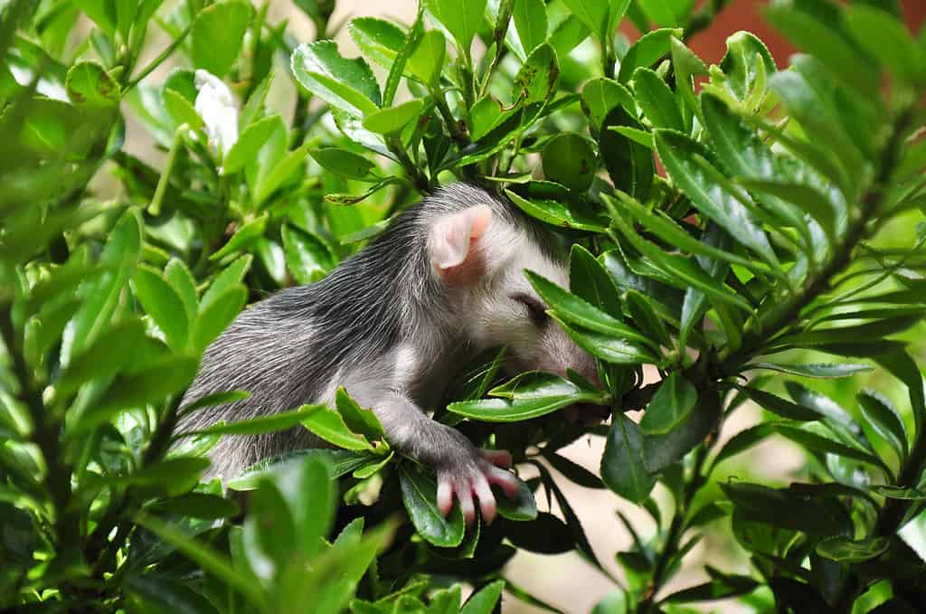 Bambino opossum che dorme nel cespuglio