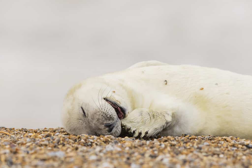 Simpatici cuccioli di foca grigia a Blakeney Point