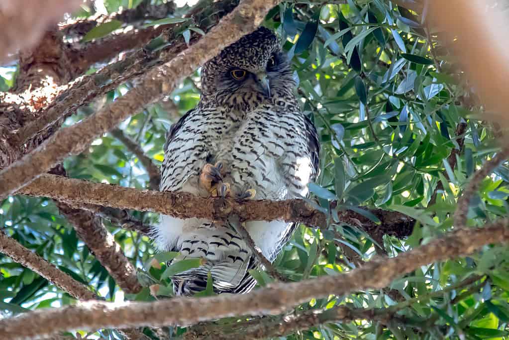 Potente Gufo Ninox strenua