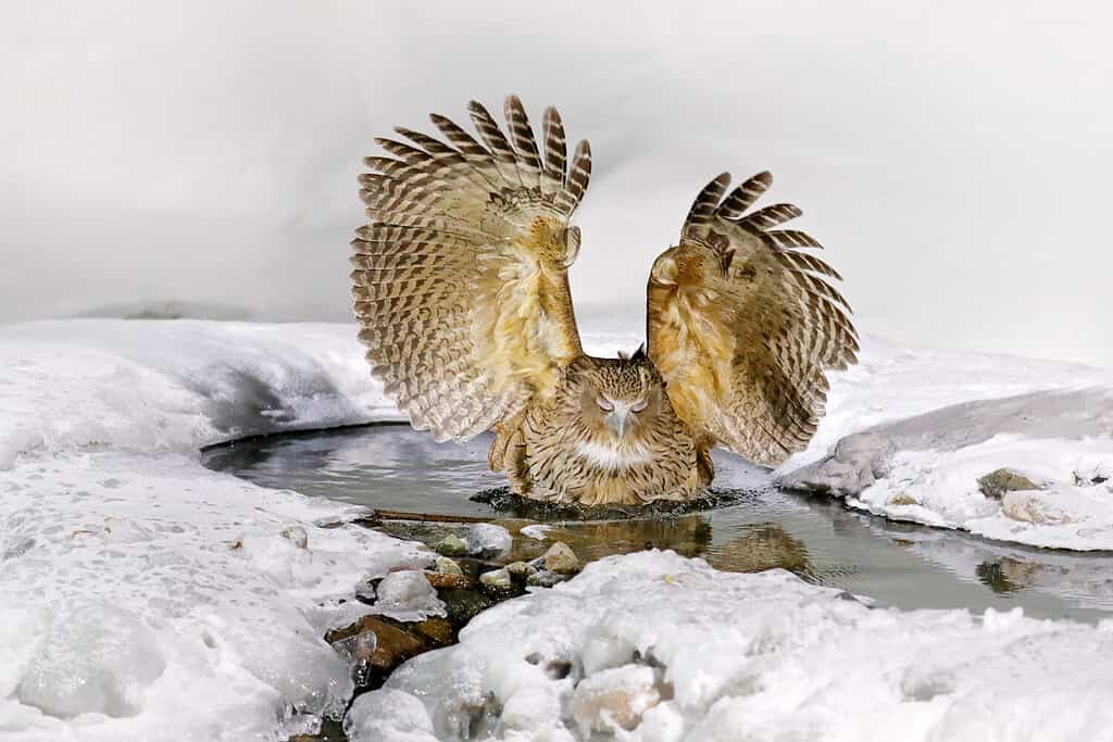 Giappone Caccia al gufo in acqua fredda.  Scena della fauna selvatica dall'inverno a Hokkaido, in Giappone.  Uccello fluviale con le ali aperte.  Il gufo pescatore di Blakiston, Bubo blakistoni, la più grande specie vivente di uccello pesce.