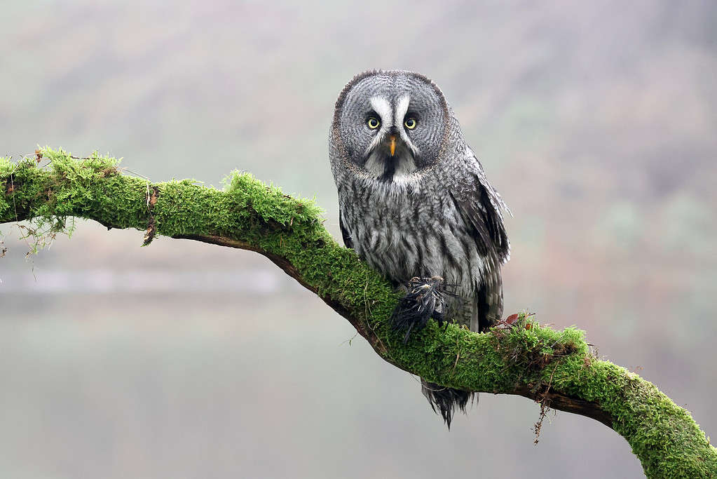 primo piano di un grande gufo grigio (Strix nebulosa)