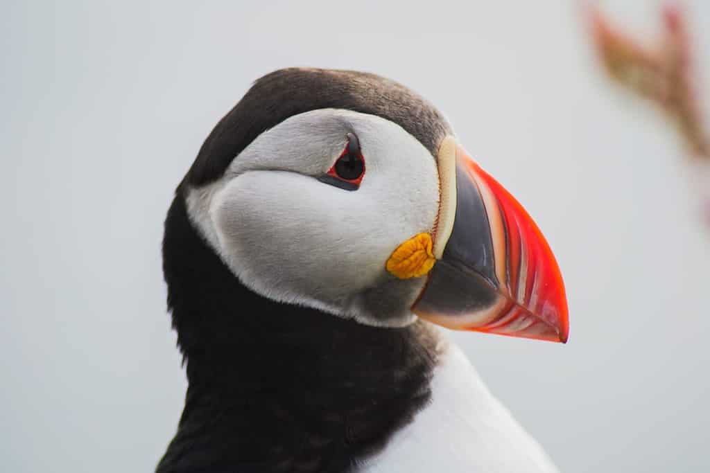 Primo piano/vista verticale dettagliata della testa dell'uccello del puffino artico o atlantico con becco arancione.  Sfondo bianco.  Scogliera di Latrabjarg, fiordi occidentali, Islanda