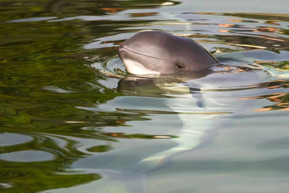 Vaquita.  Focena seno.  La vaquita è una specie di focena in grave pericolo di estinzione che si trova nel Golfo della California, in Messico.  Le pratiche di pesca illegali, in particolare l'uso di reti da posta, hanno portato un dott