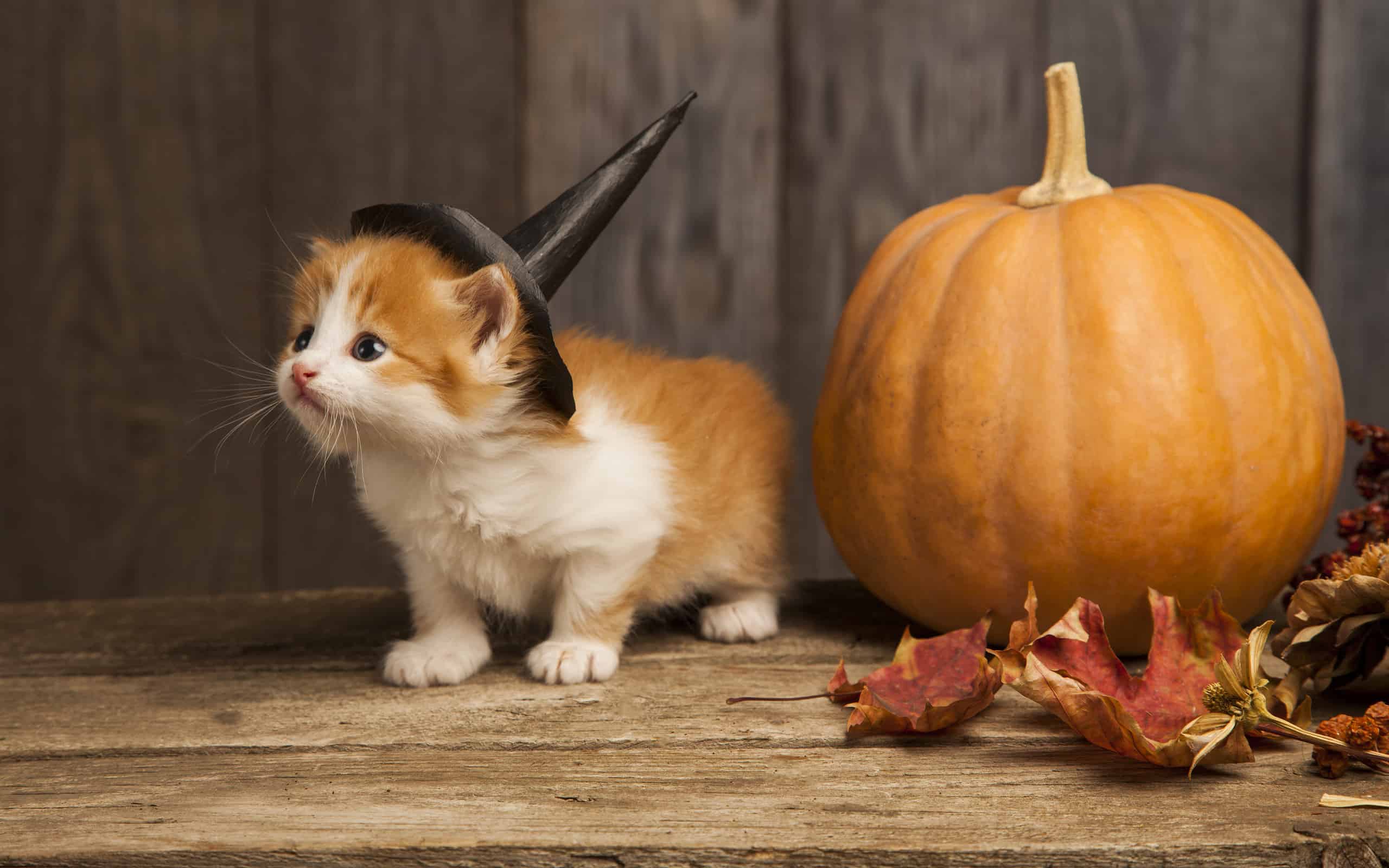 5 graziosi costumi di Halloween per animali domestici