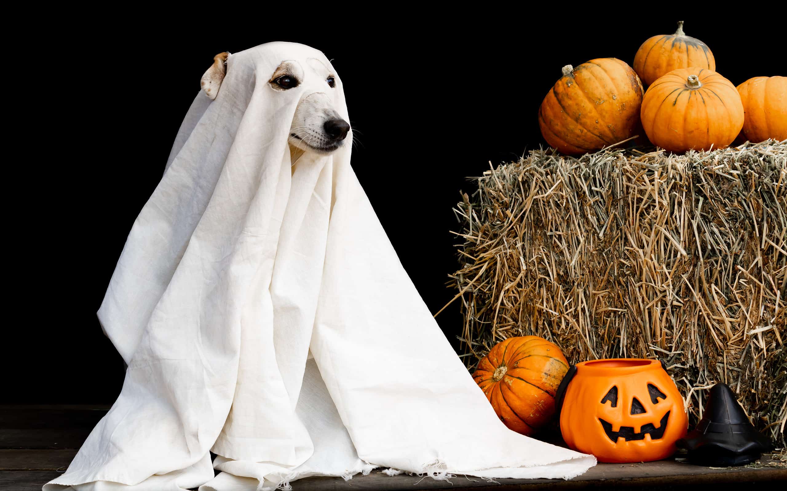 5 graziosi costumi di Halloween per animali domestici