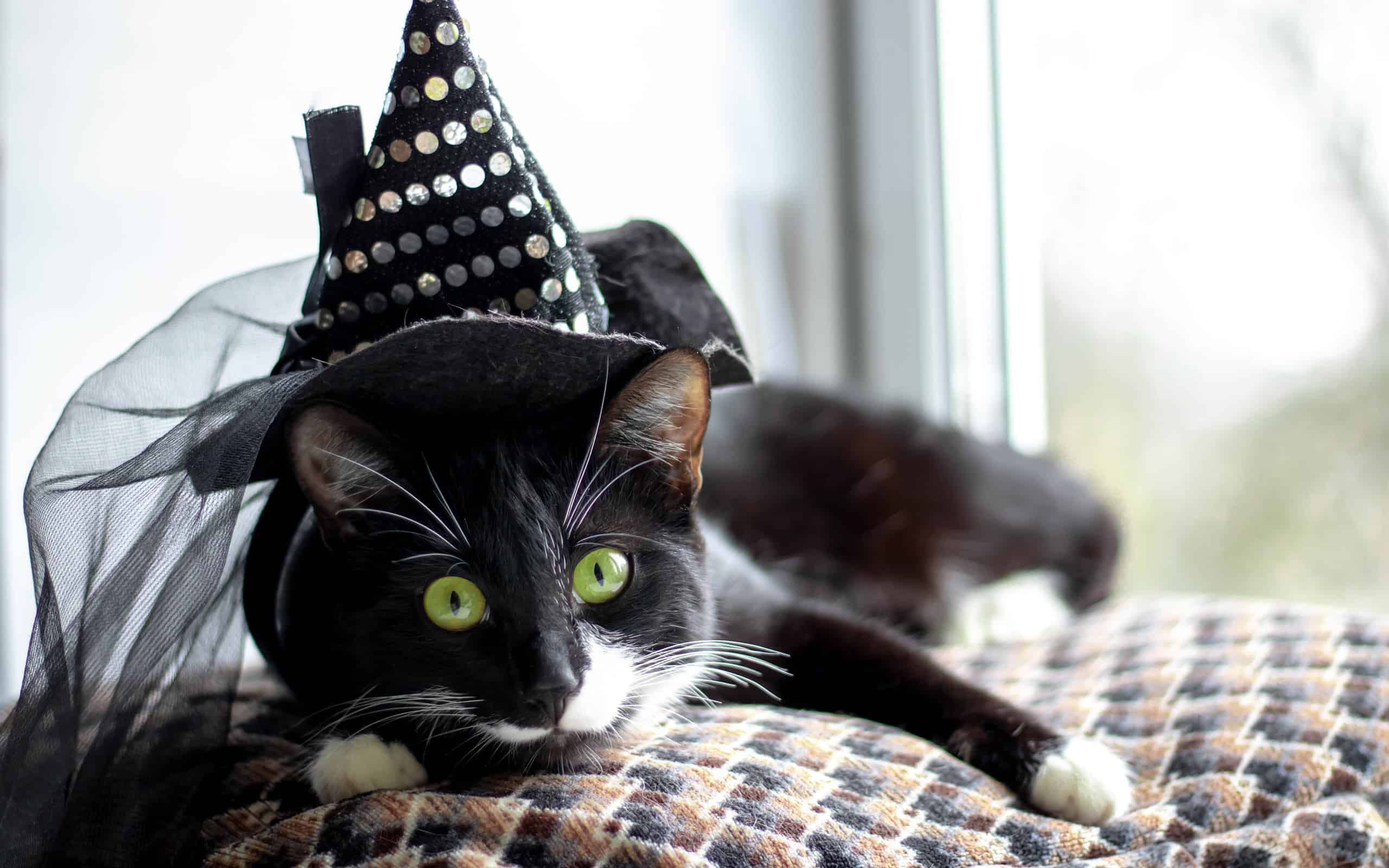 5 graziosi costumi di Halloween per animali domestici