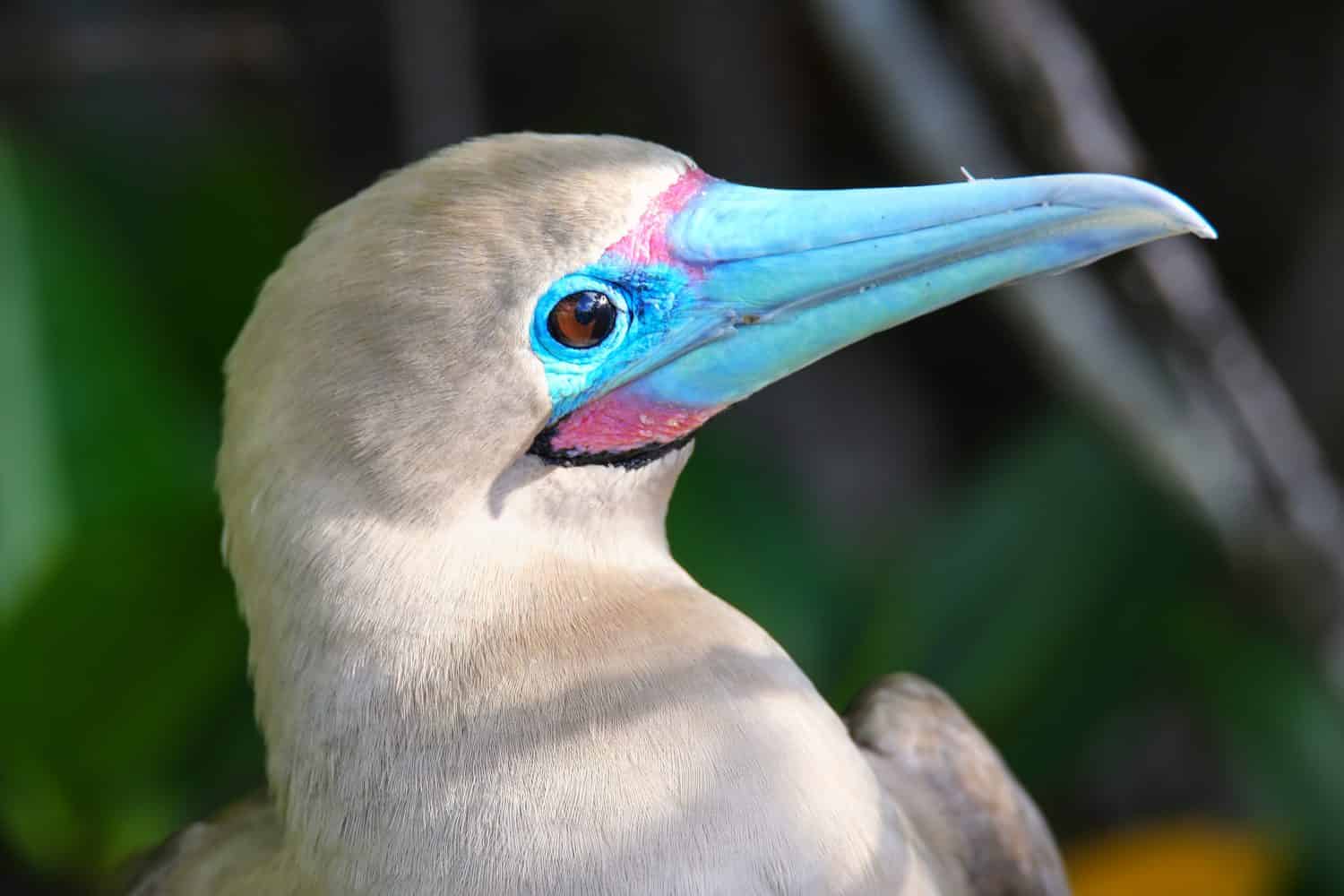 Ritratto di sula dai piedi rossi (Sula sula) sull'isola Genovesa, Parco nazionale delle Galapagos, Ecuador