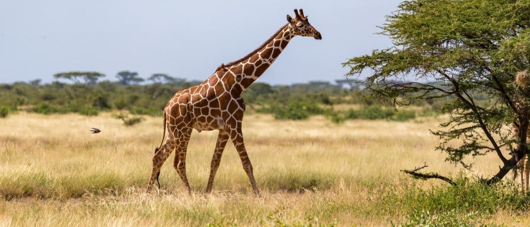 Animali in Guinea Equatoriale