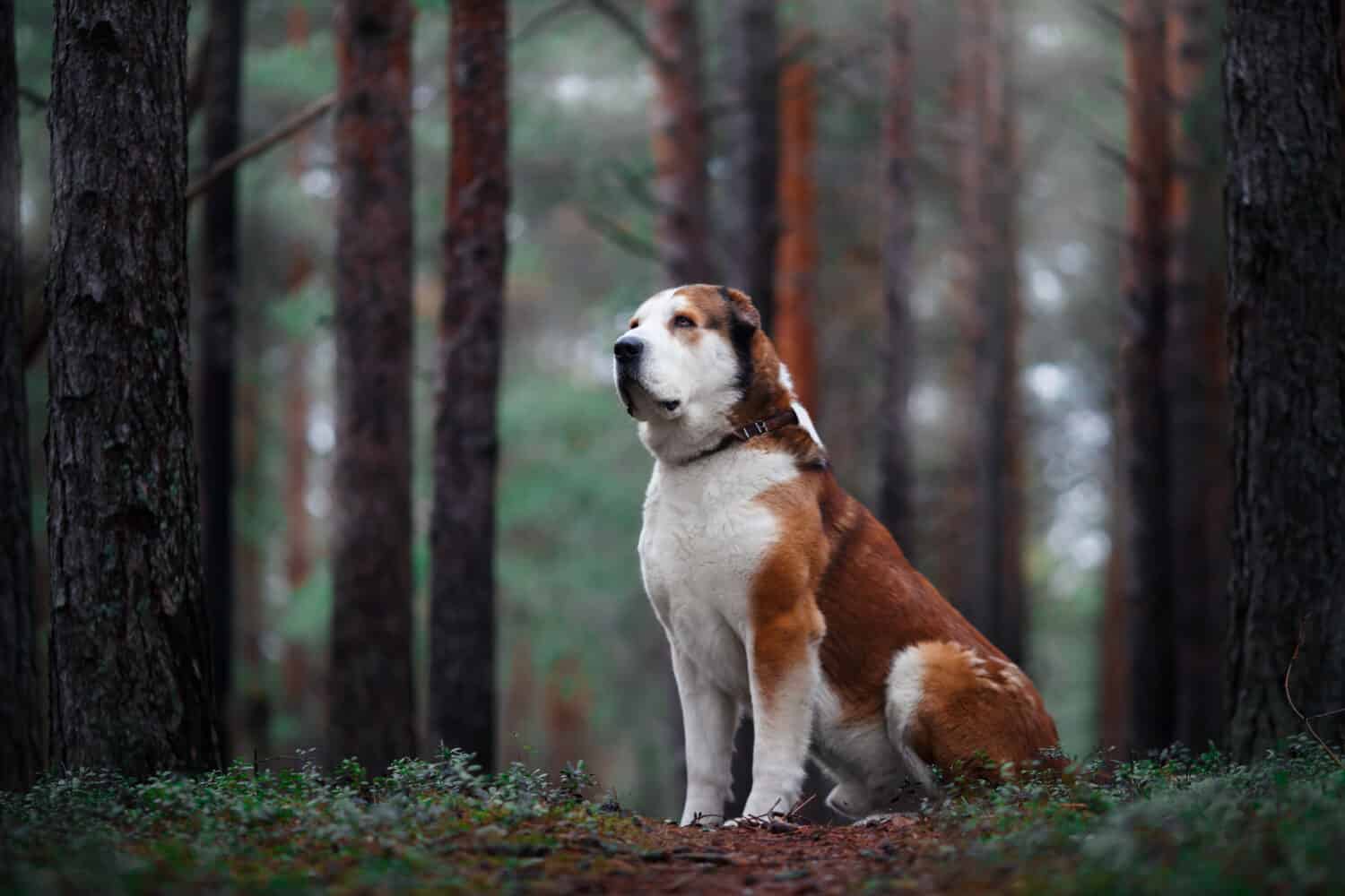 ritratto di un grande cane da pastore Alabai pastore dell'Asia centrale bianco e rosso seduto nella foresta
