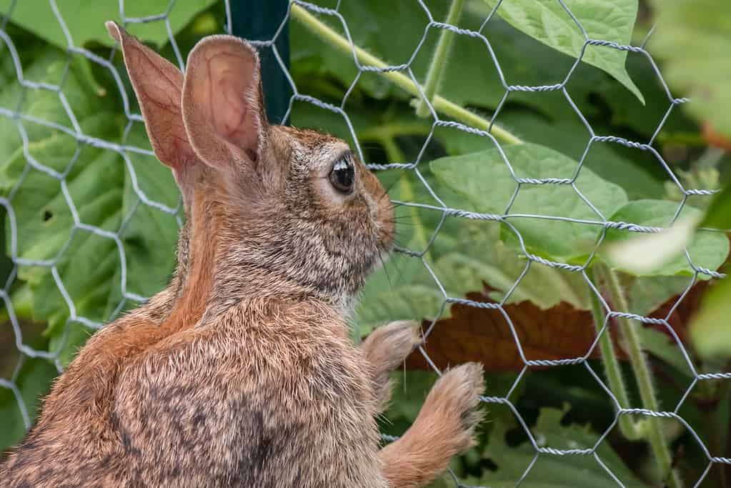 Un coniglio si alza e si appoggia alla staccionata del giardino, guardando impotente il verde del giardino.