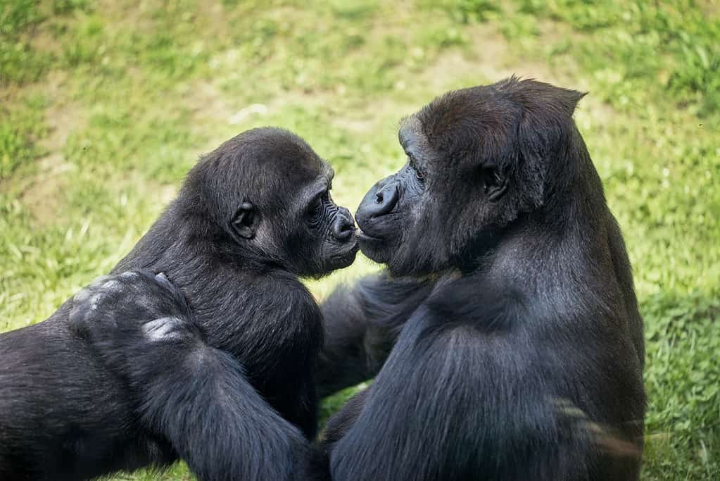 Gorilla, Baciare, Africa, Animale, Famiglia di animali, gorilla maschi e femmine