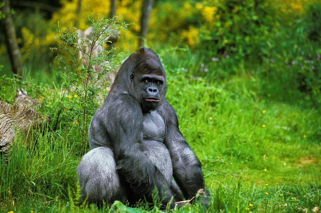 Gorilla di pianura orientale