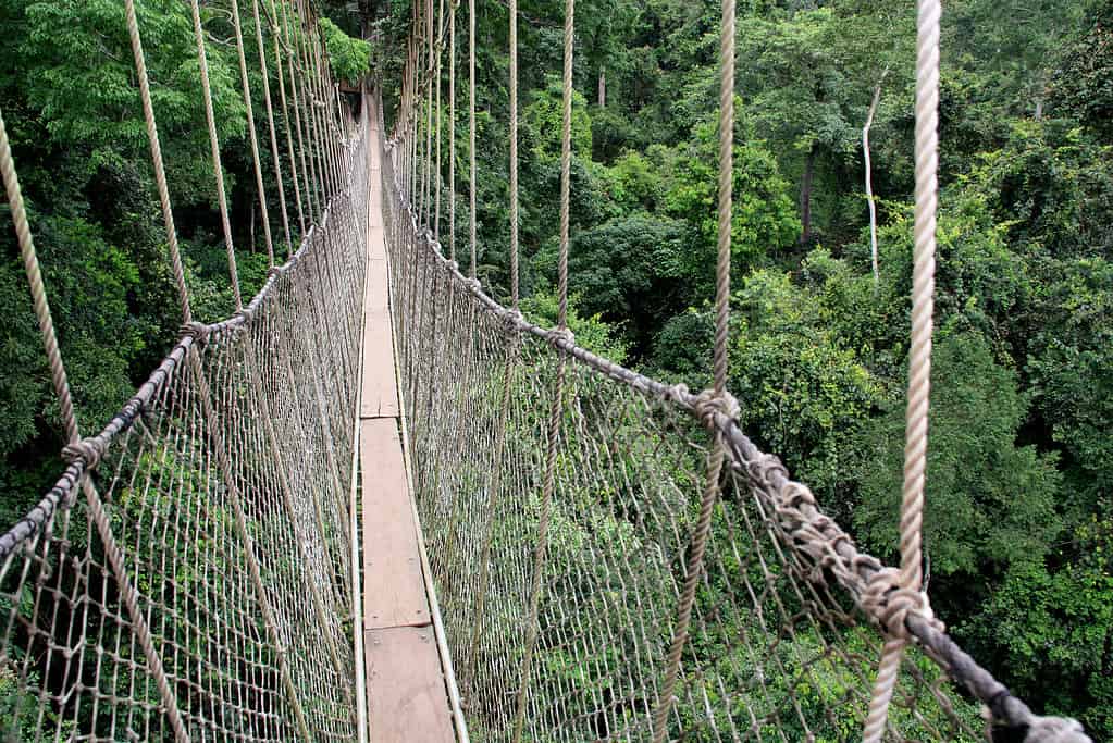 Ponti di corda del Canopy Walk nel Parco Nazionale di Kakum vicino a Cape Coast, in Ghana