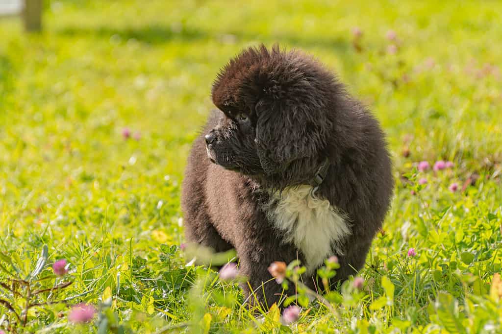 Cane di Terranova.  Russia.  Foto 2019-2021