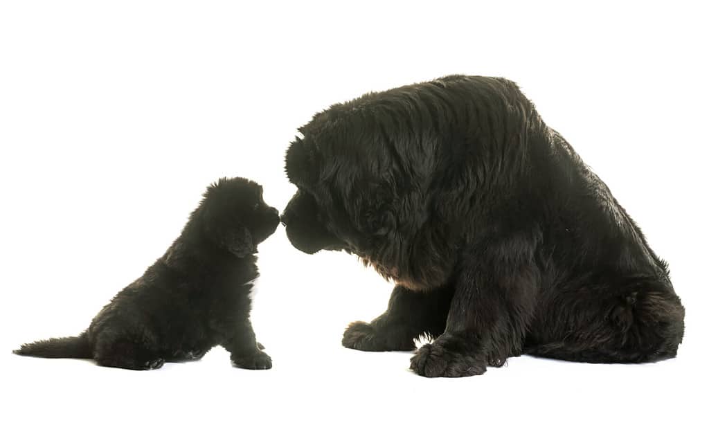 cucciolo e cane adulto di Terranova davanti a sfondo bianco