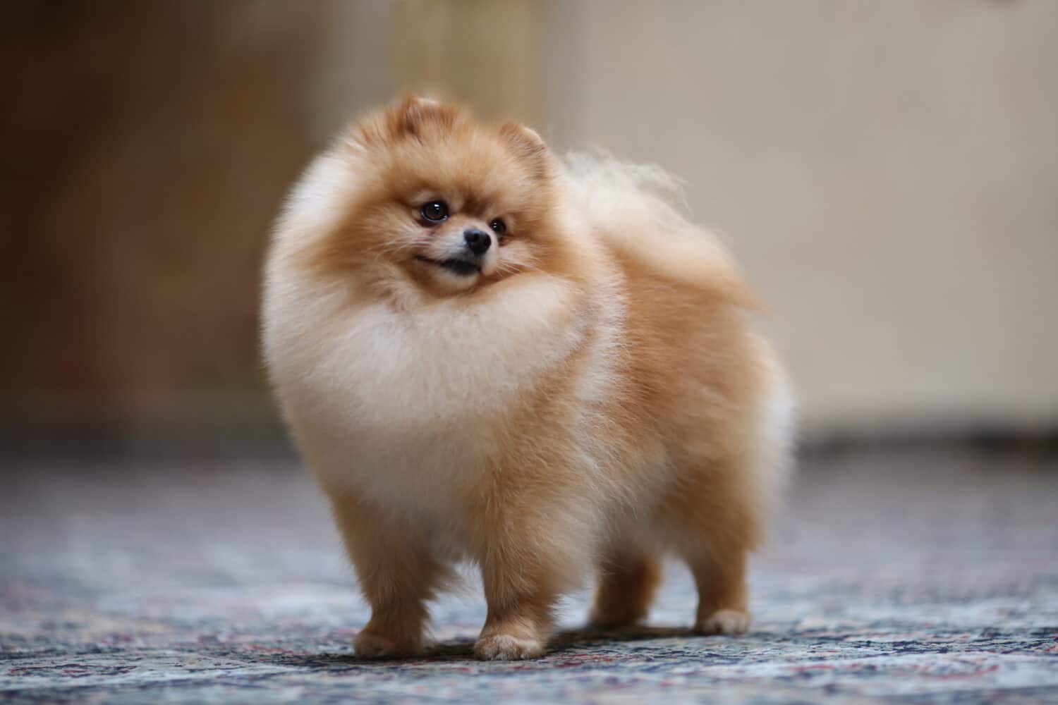 Campione dell'esposizione canina, cane ritratto della Pomerania