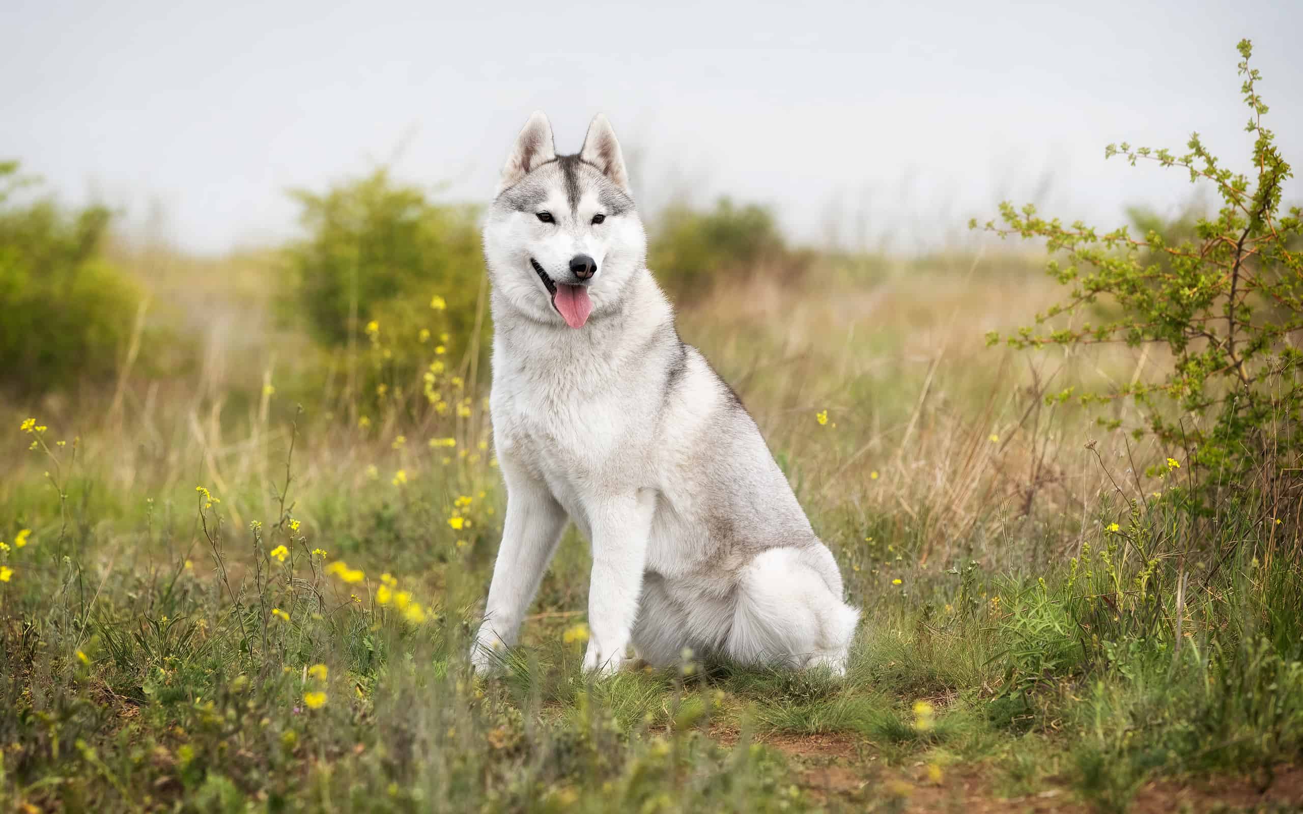 Un ritratto di una giovane cagna femmina del husky siberiano grigio e bianco con gli occhi marroni.