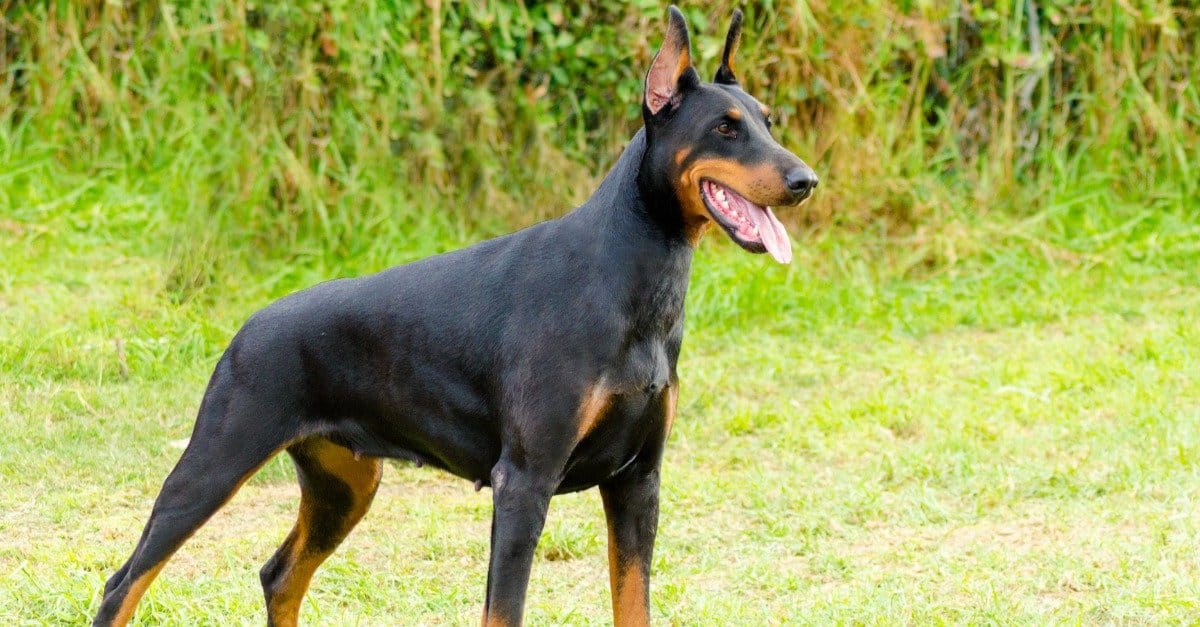 vista laterale del Doberman Pinscher in piedi