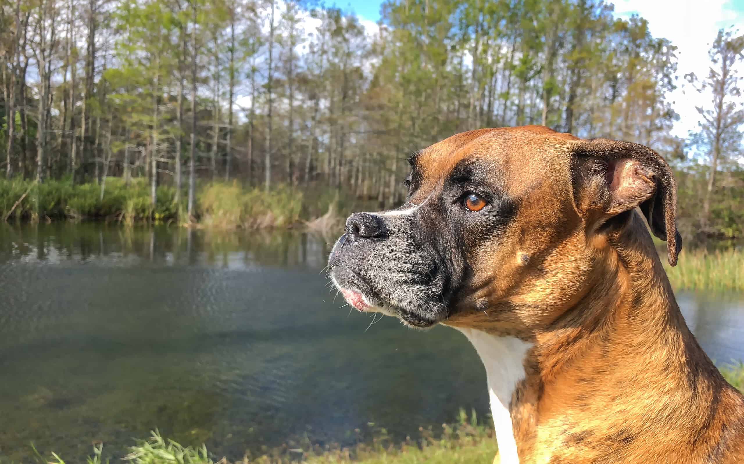 vista laterale del cane che guarda il fiume