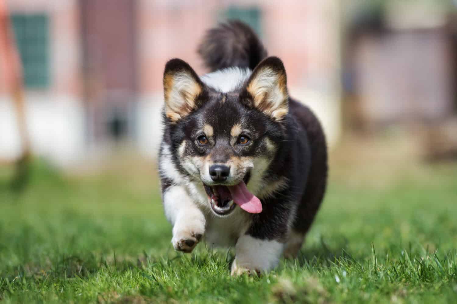 cane pembroke welsh corgi felice che corre all'aperto