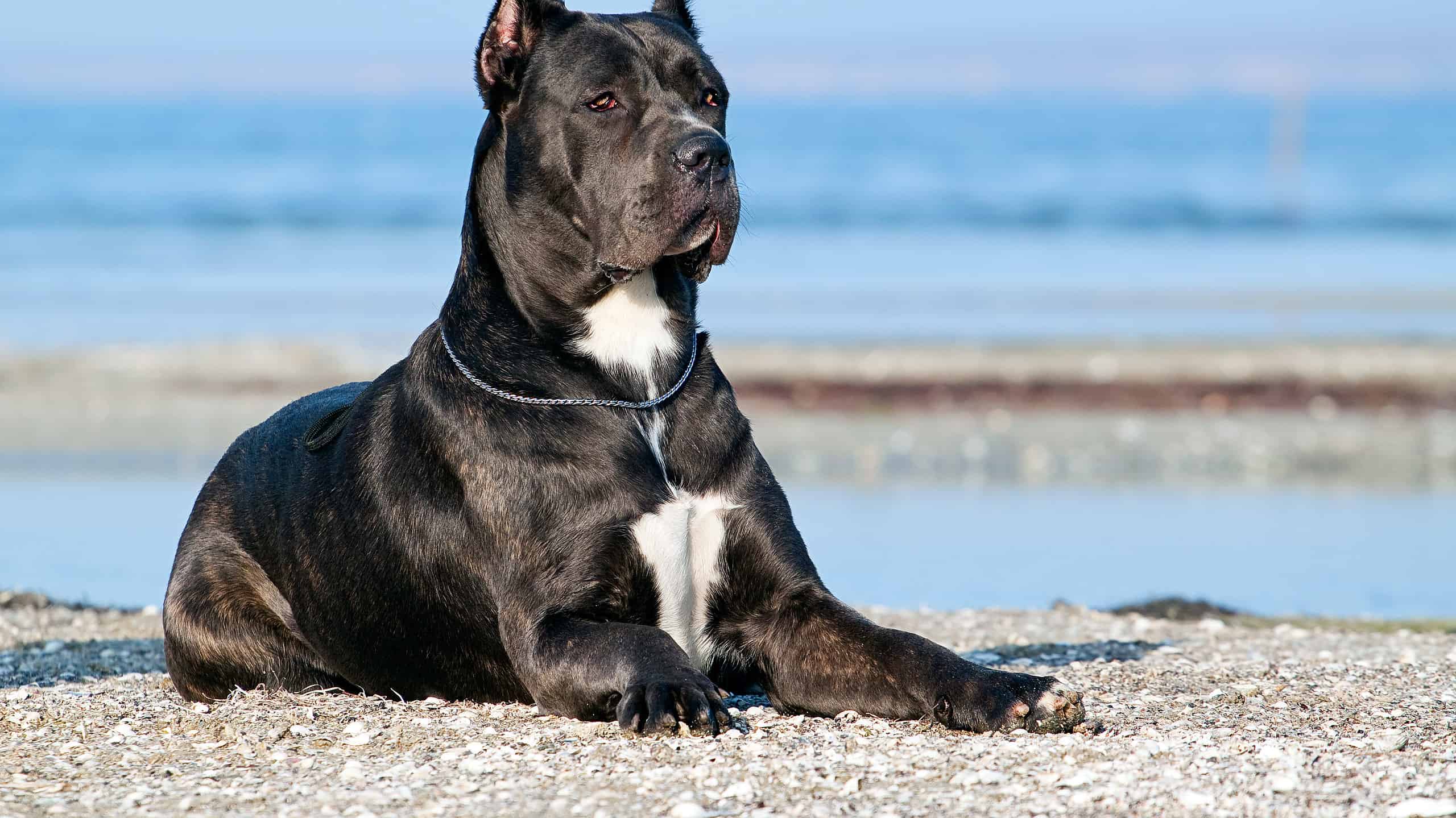 Italiano,Cane-corso,Cane