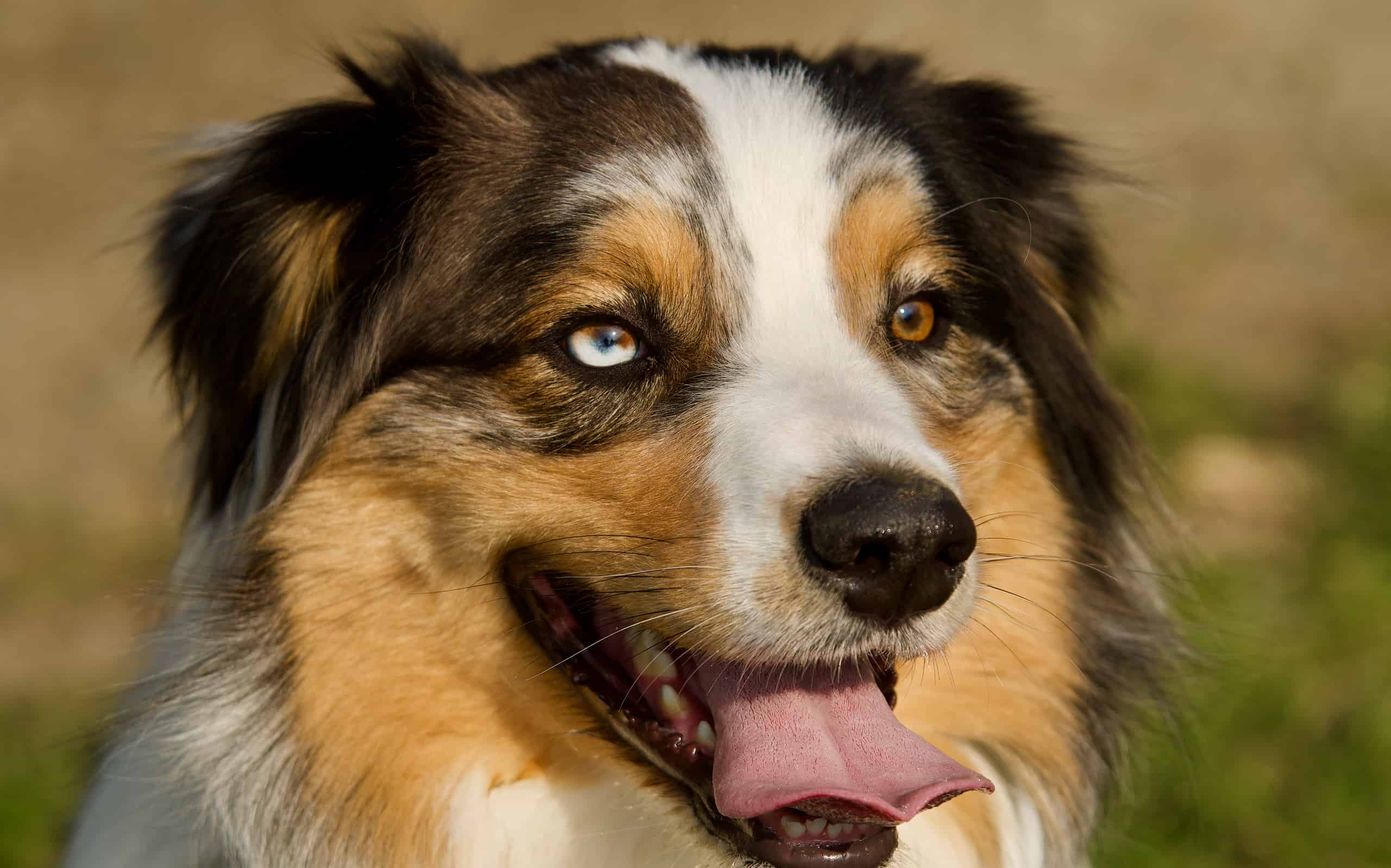 Cane dagli occhi di colore diverso