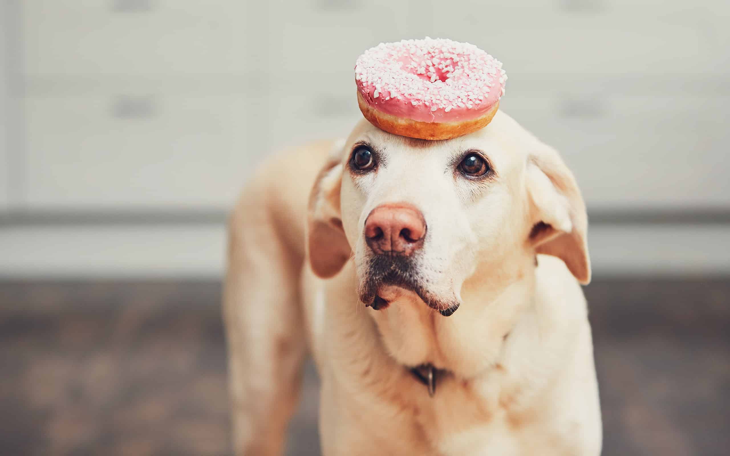 Cane divertente con ciambella