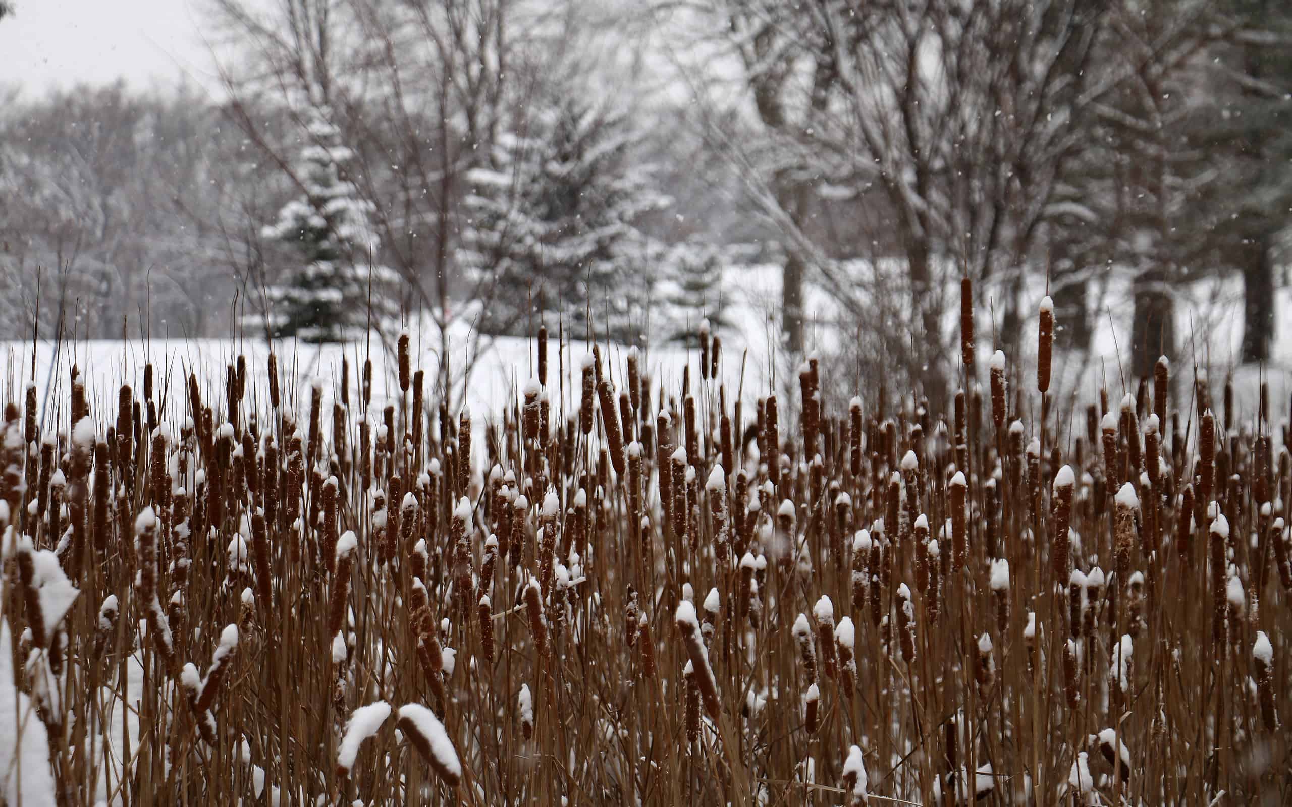 Tife innevate nel Theodore Wirth Park, Minneapolis